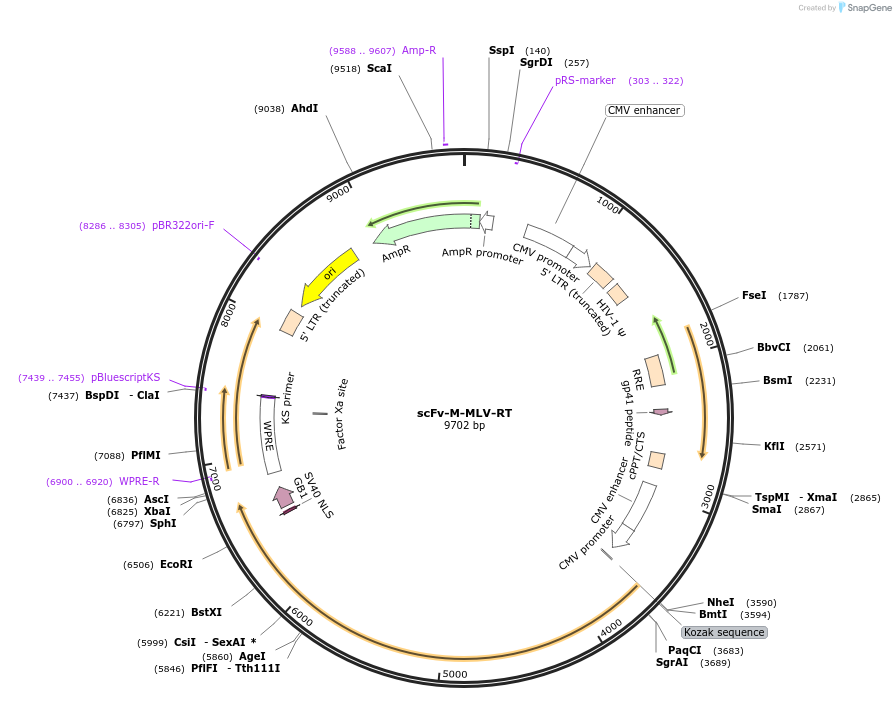 181809-plasmid-map-sequence-id-357451