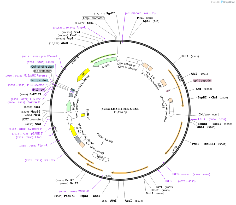 182235-plasmid-map-sequence-id-357464