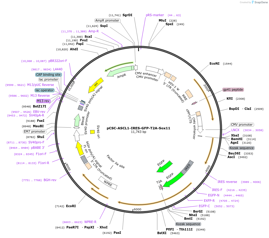 182233-plasmid-map-sequence-id-357468
