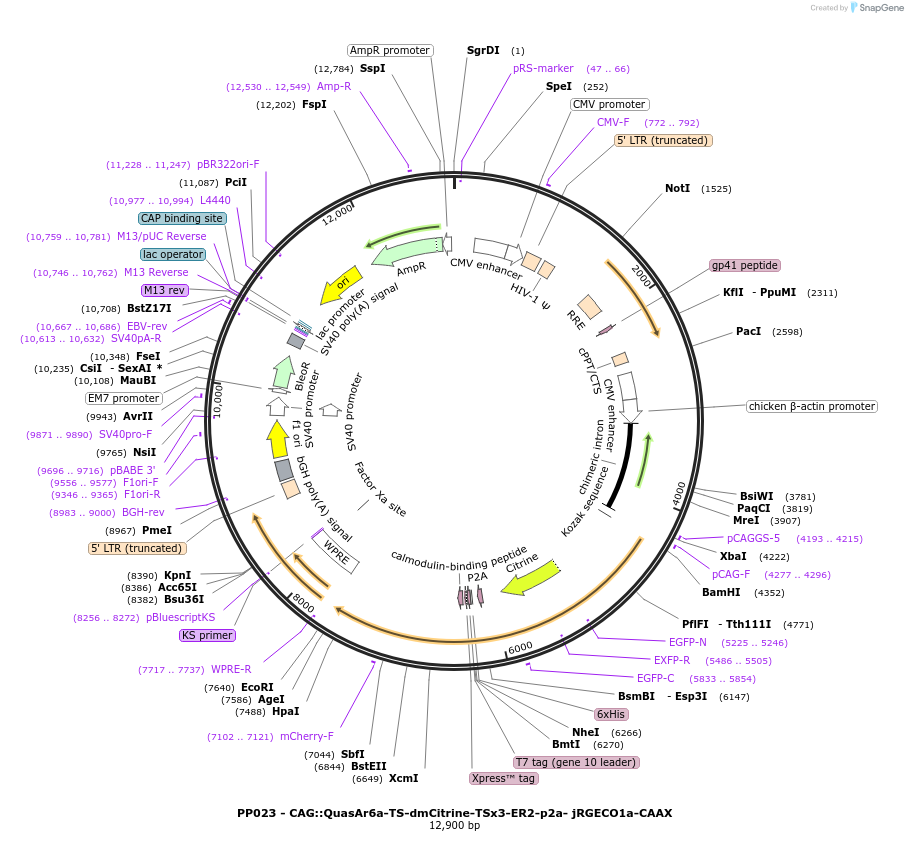 182063-plasmid-map-sequence-id-357474