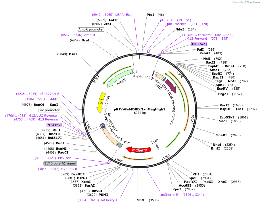 182031-plasmid-map-sequence-id-357481
