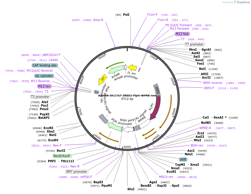 181776-plasmid-map-sequence-id-357488