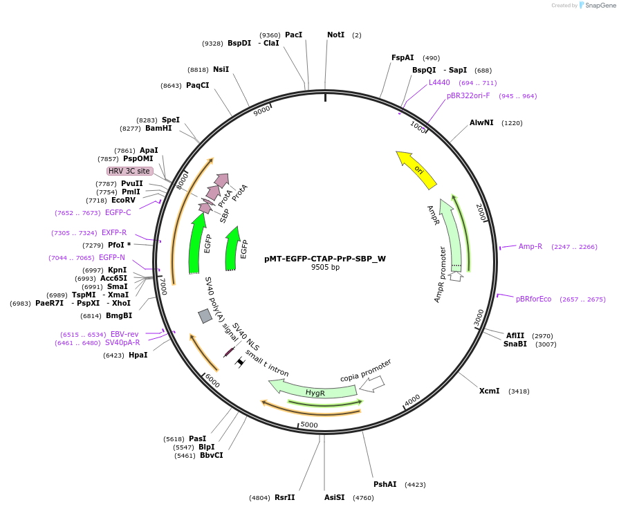 147835-plasmid-map-sequence-id-357491
