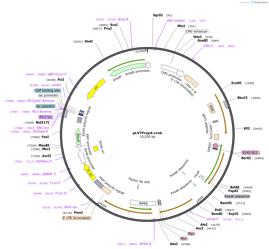 182057-plasmid-map-sequence-id-357496