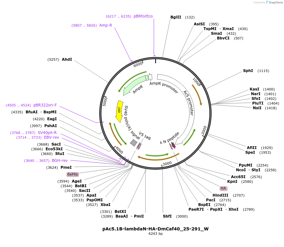 147866-plasmid-map-sequence-id-357569