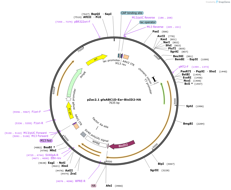 176744-plasmid-map-sequence-id-357575