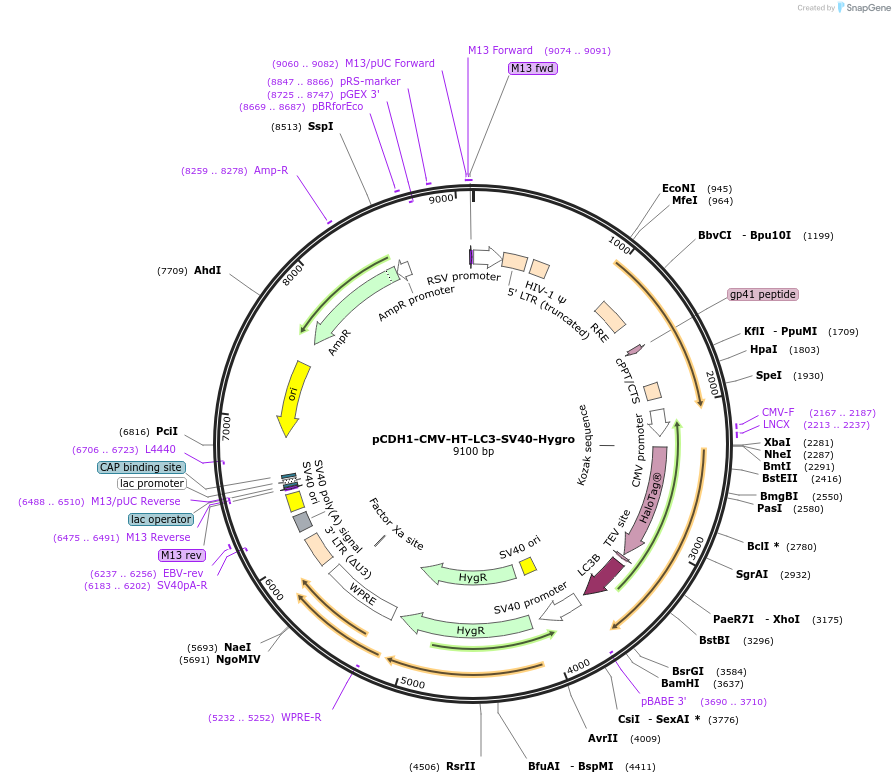 182045-plasmid-map-sequence-id-357584