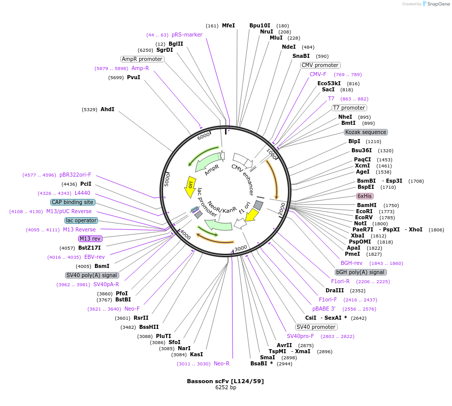182078-plasmid-map-sequence-id-357604