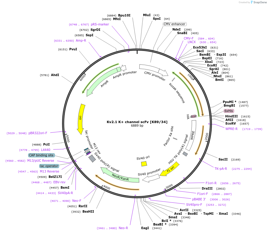 182069-plasmid-map-sequence-id-357608
