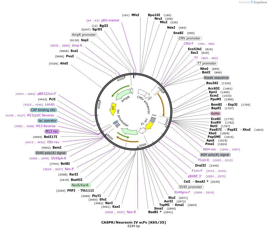 182068-plasmid-map-sequence-id-357613
