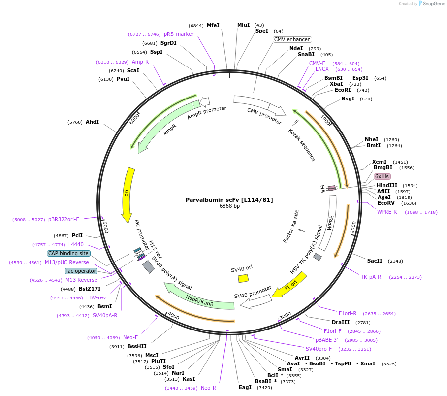 182073-plasmid-map-sequence-id-357615