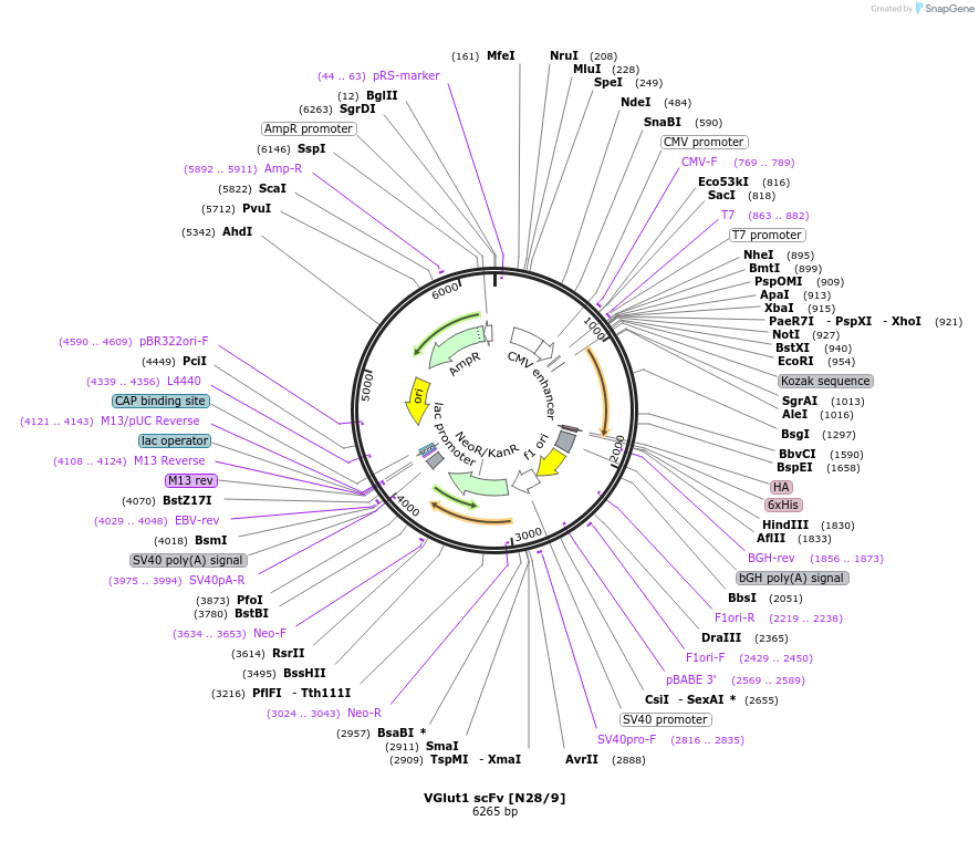182084-plasmid-map-sequence-id-357621
