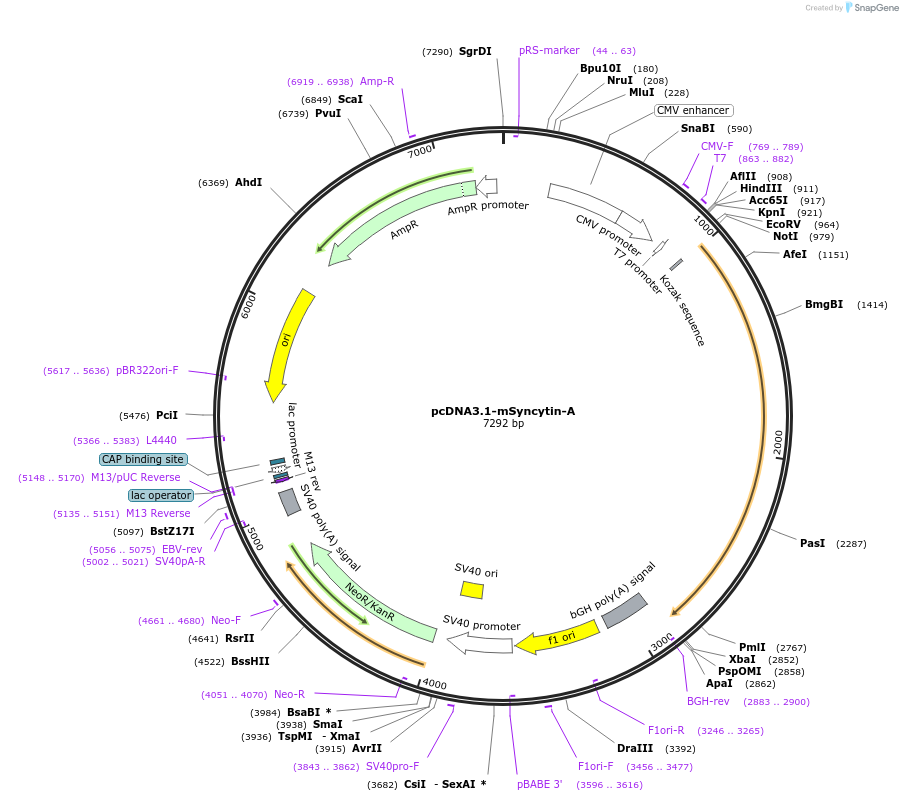 182454-plasmid-map-sequence-id-357689