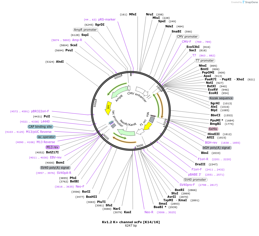 182064-plasmid-map-sequence-id-357695