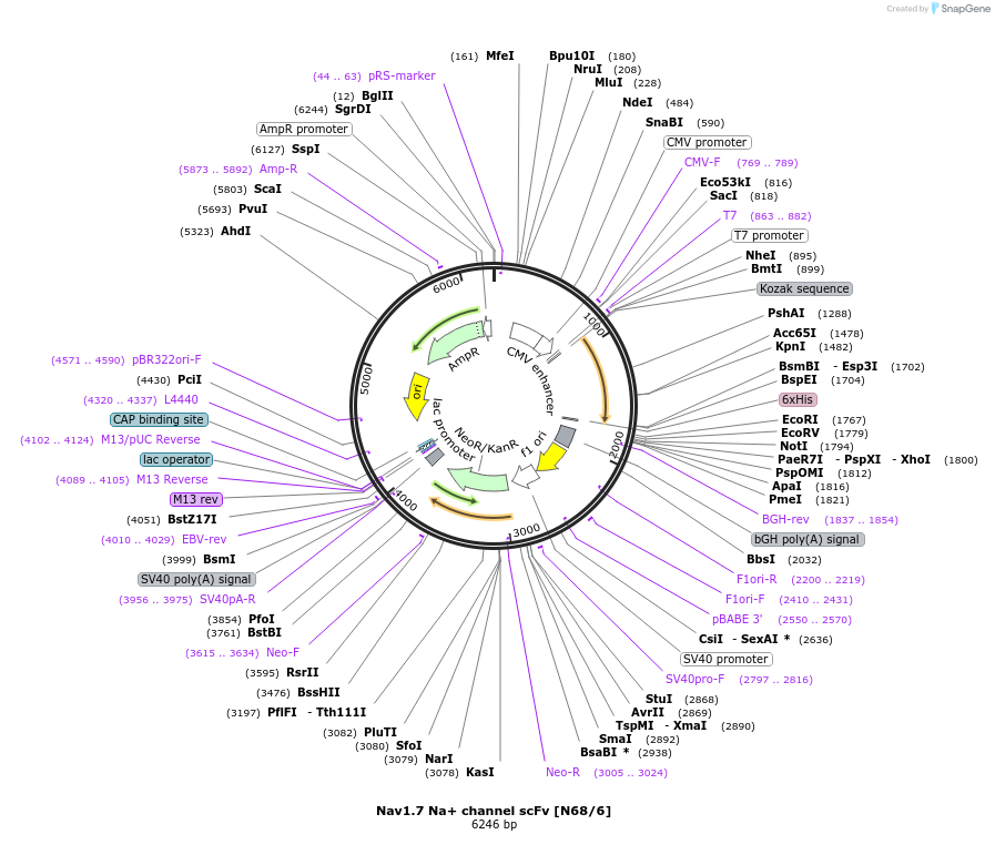 182094-plasmid-map-sequence-id-357698