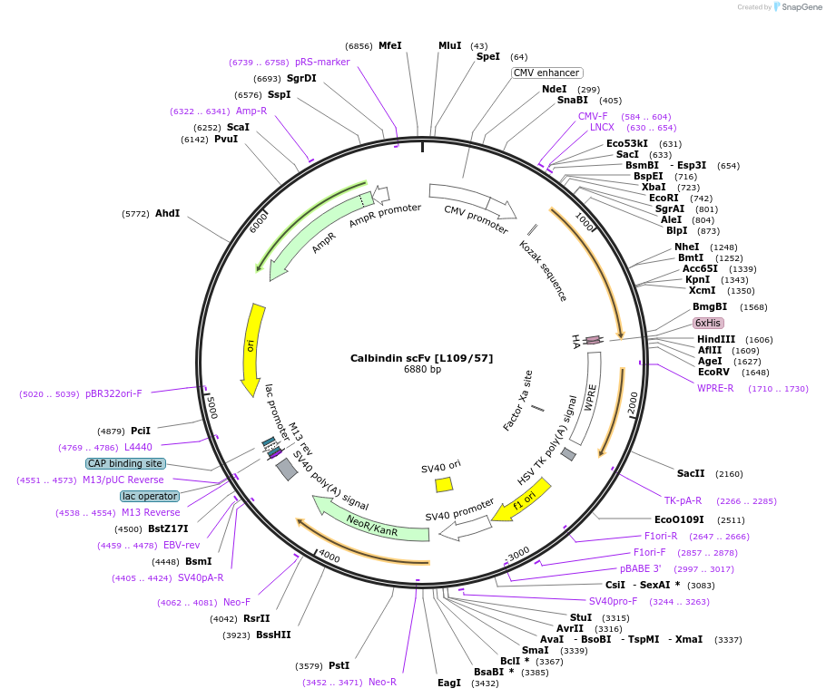 182071-plasmid-map-sequence-id-357700
