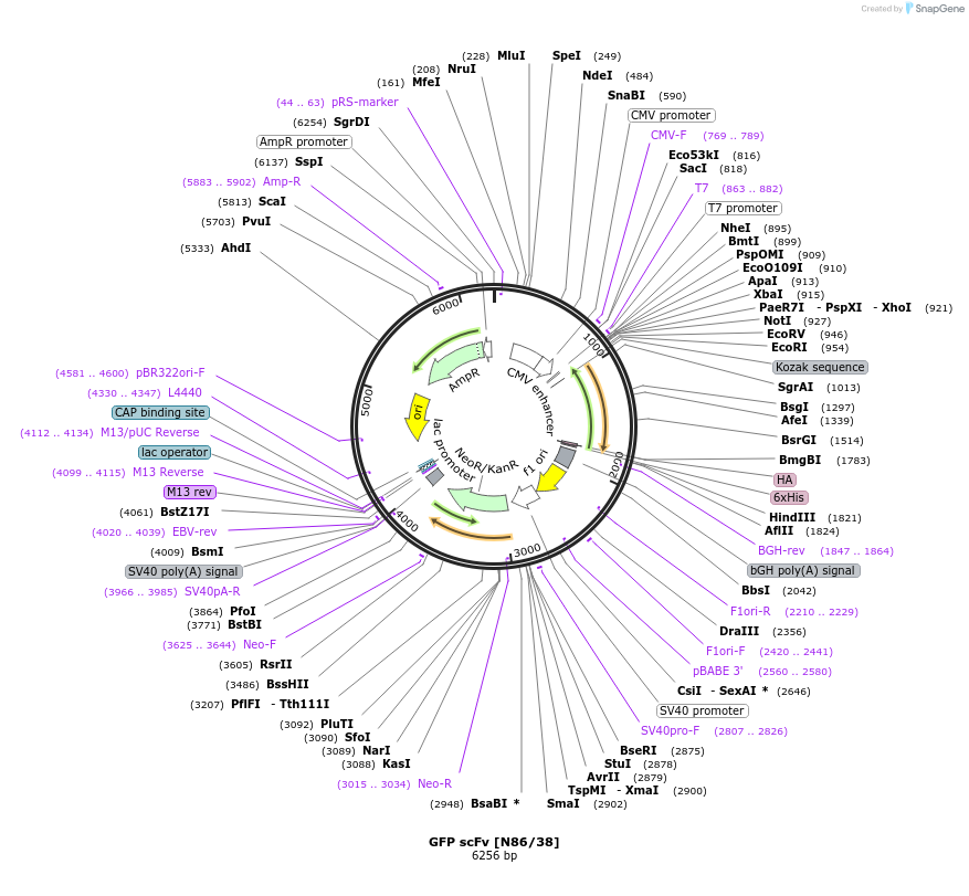 182095-plasmid-map-sequence-id-357701