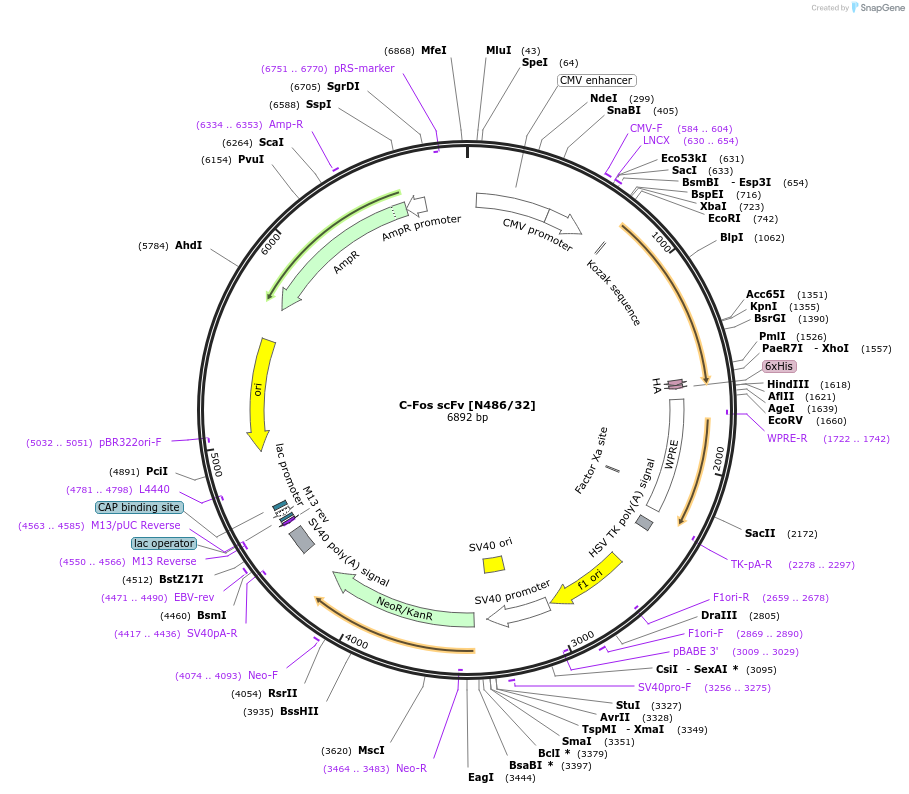 182090-plasmid-map-sequence-id-357705