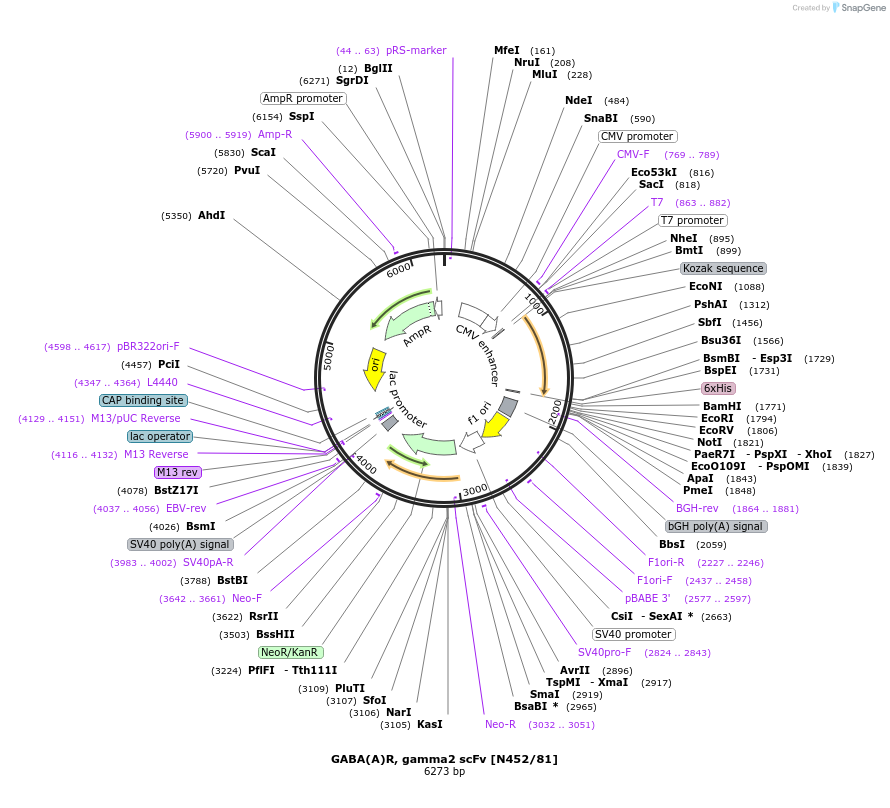 182088-plasmid-map-sequence-id-357709