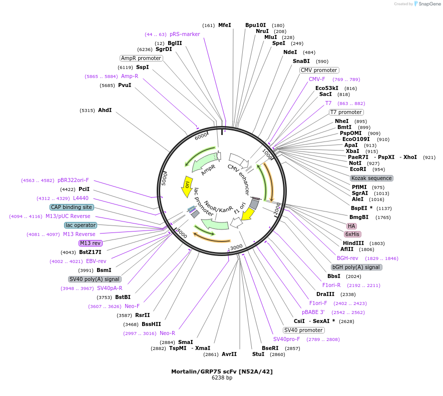 182091-plasmid-map-sequence-id-357713
