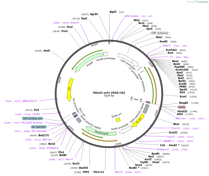 182085-plasmid-map-sequence-id-357715