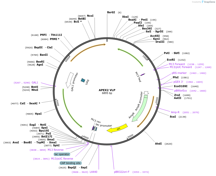 182211-plasmid-map-sequence-id-357716