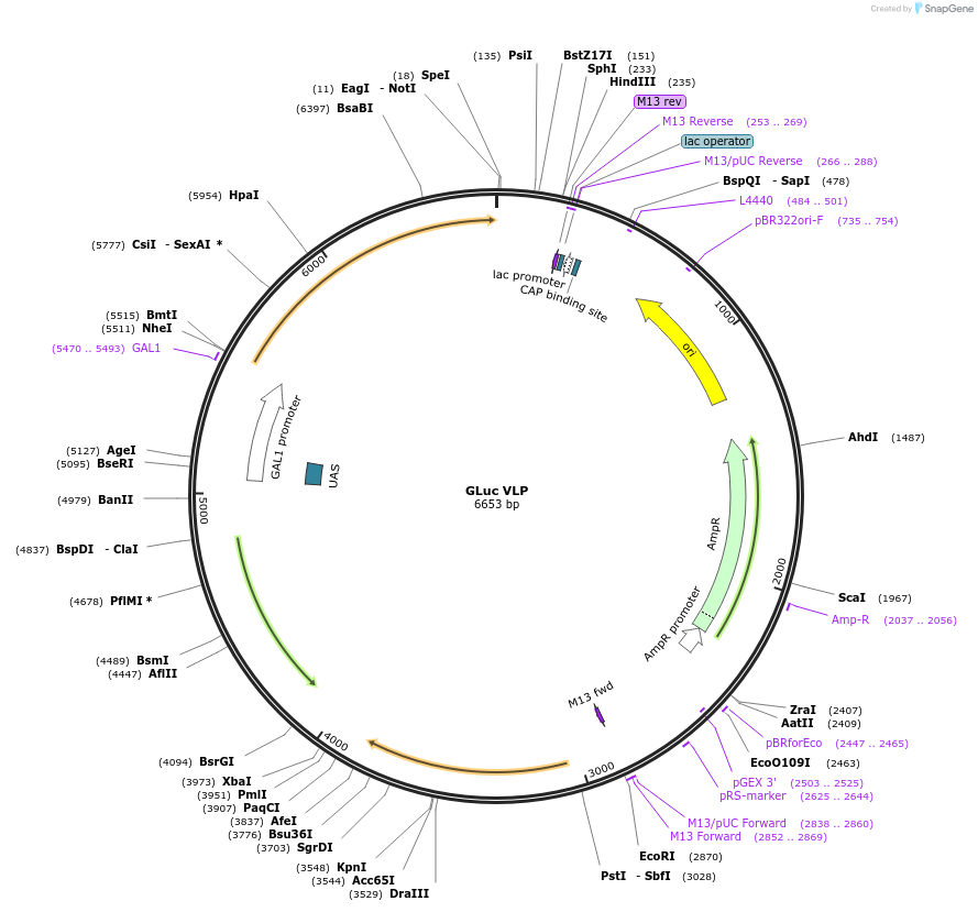 182213-plasmid-map-sequence-id-357719