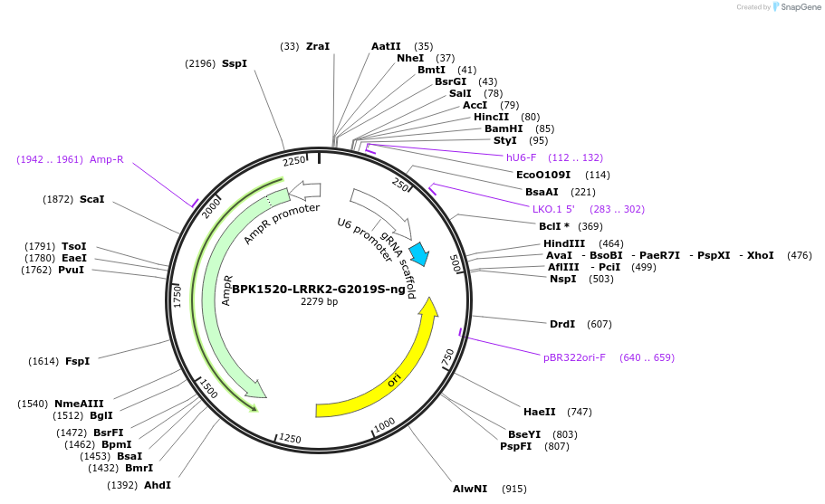 180436-plasmid-map-sequence-id-357728