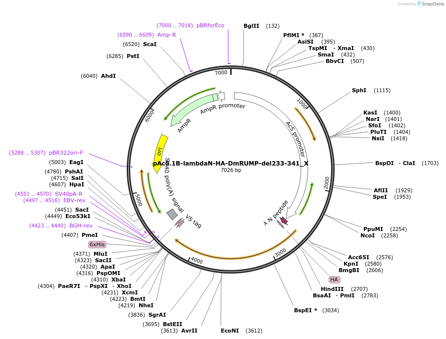 147920-plasmid-map-sequence-id-357735