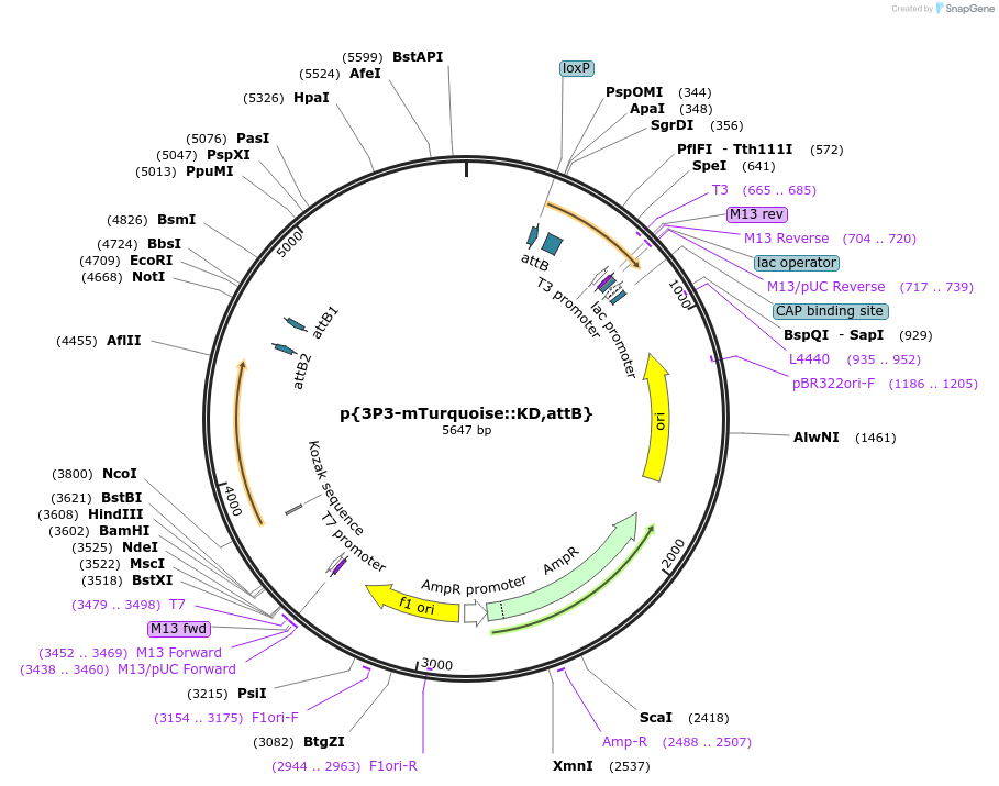 182182-plasmid-map-sequence-id-357736