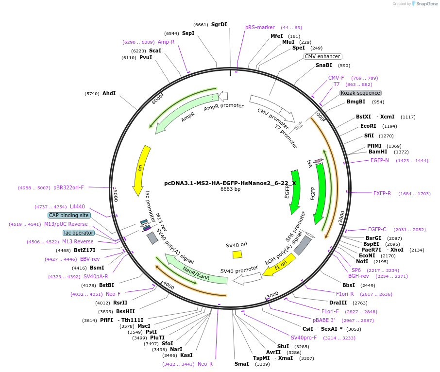 147929-plasmid-map-sequence-id-357737