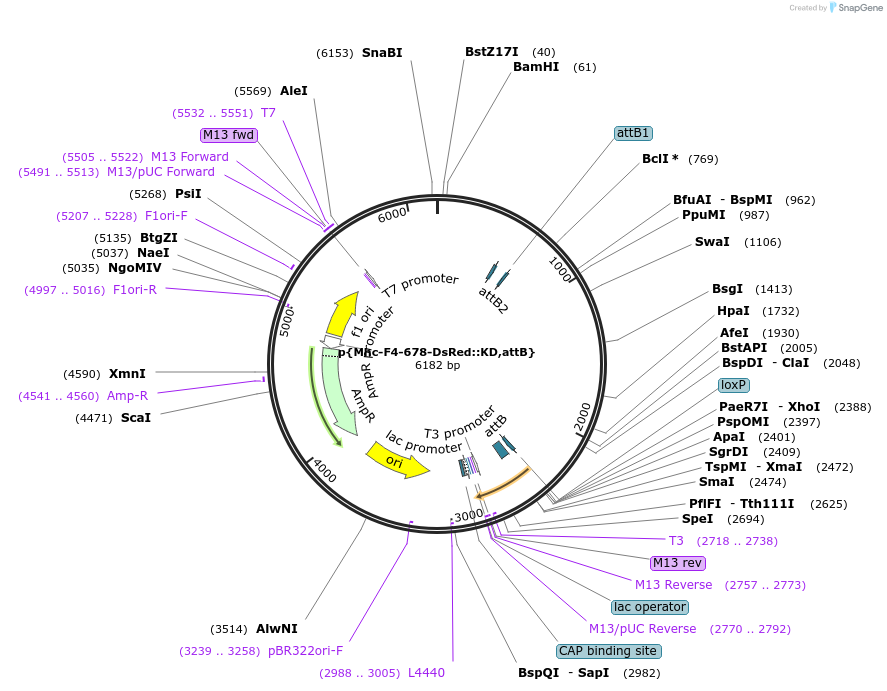 182188-plasmid-map-sequence-id-357738