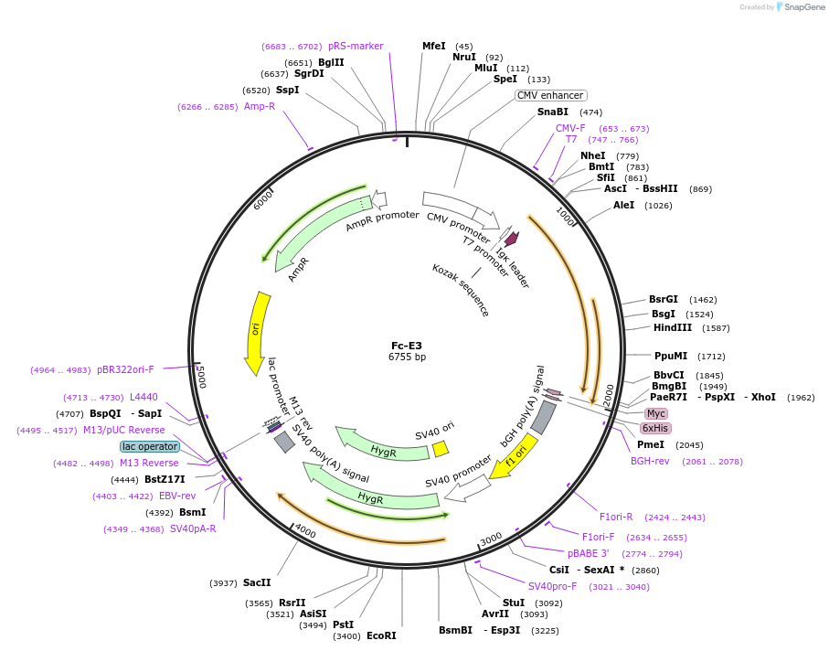 181876-plasmid-map-sequence-id-357749