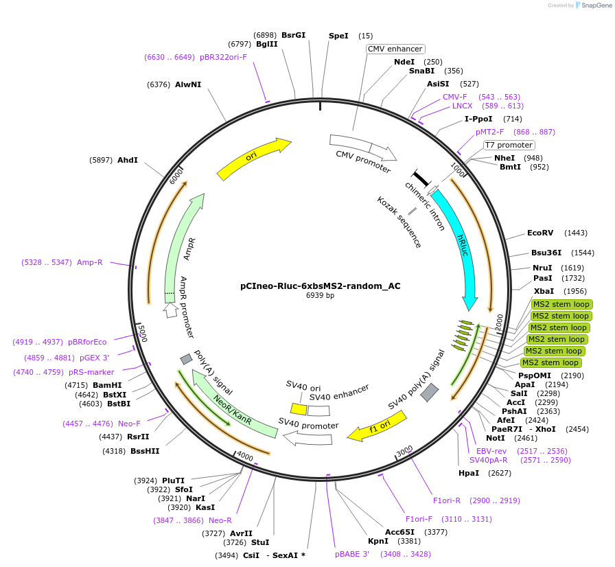 148431-plasmid-map-sequence-id-357753