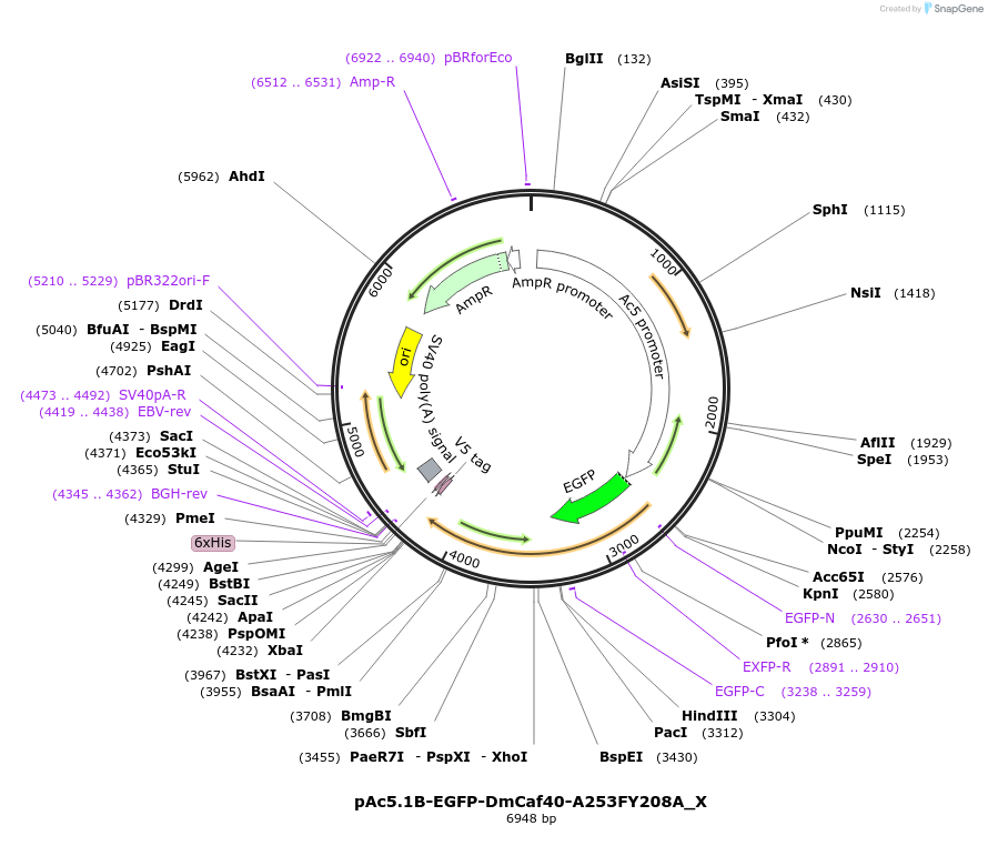 147973-plasmid-map-sequence-id-357756