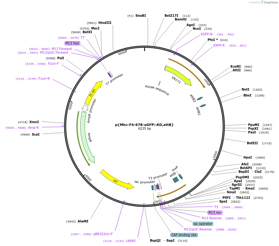 182183-plasmid-map-sequence-id-357763
