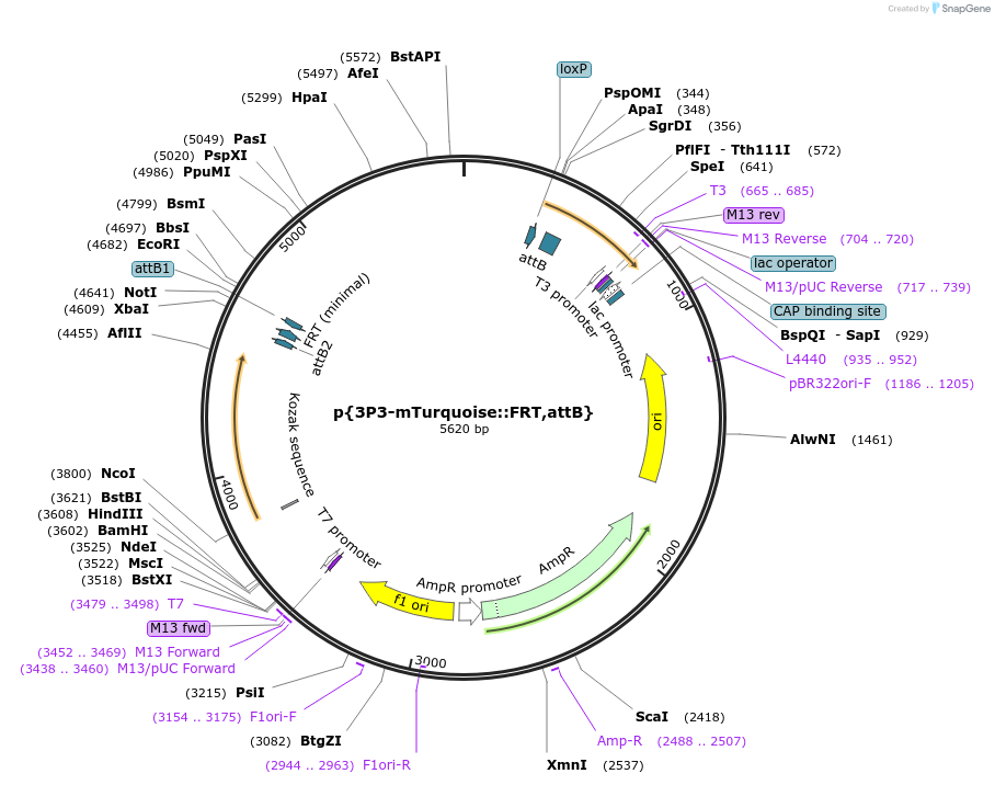 182180-plasmid-map-sequence-id-357765