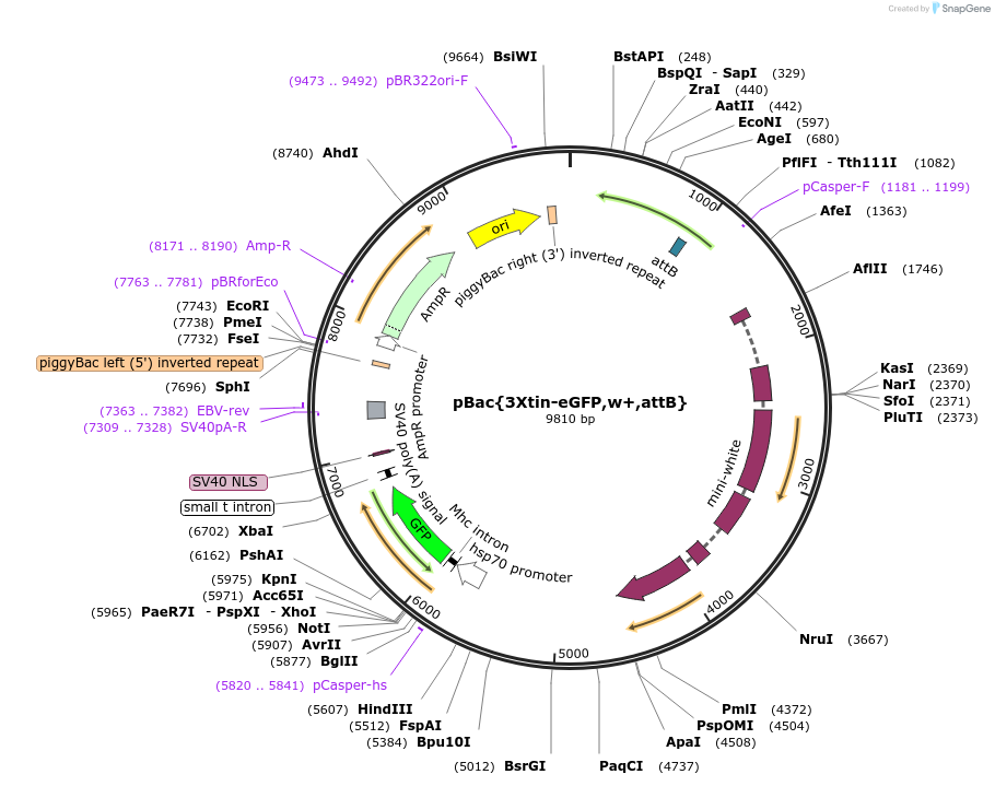 182193-plasmid-map-sequence-id-357767