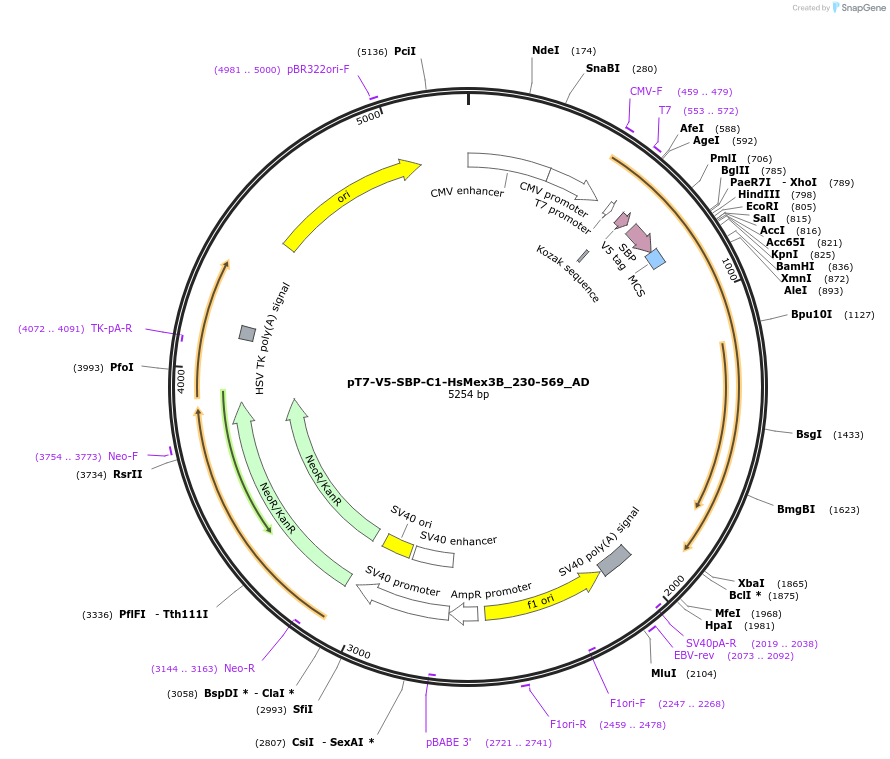148495-plasmid-map-sequence-id-357785