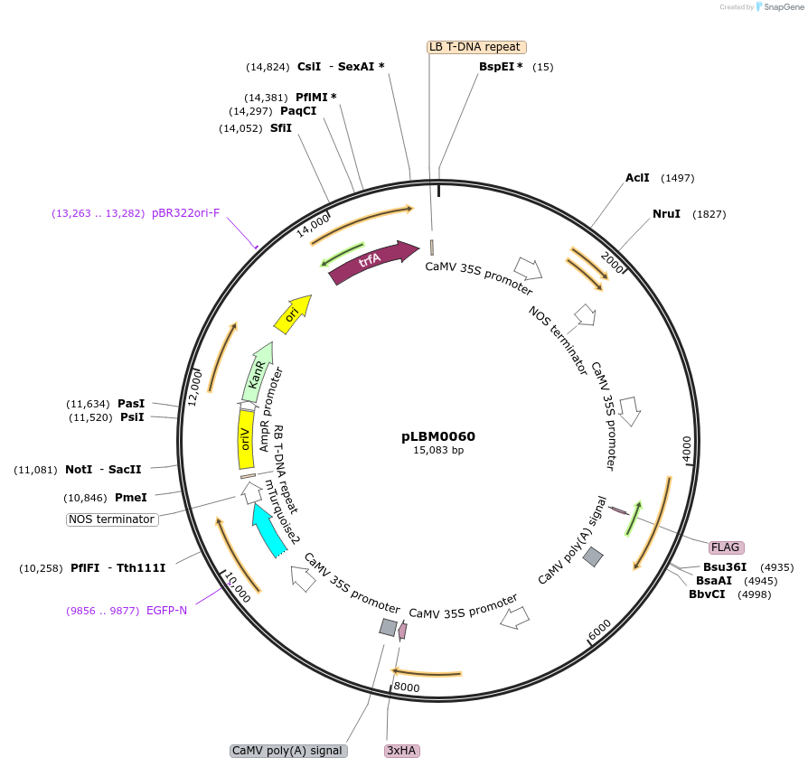 172821-plasmid-map-sequence-id-357790