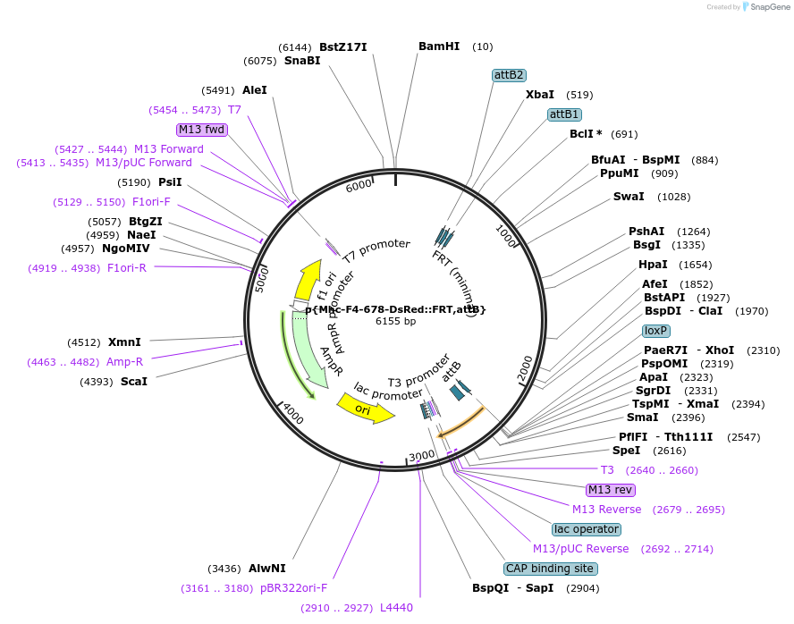 182186-plasmid-map-sequence-id-357798