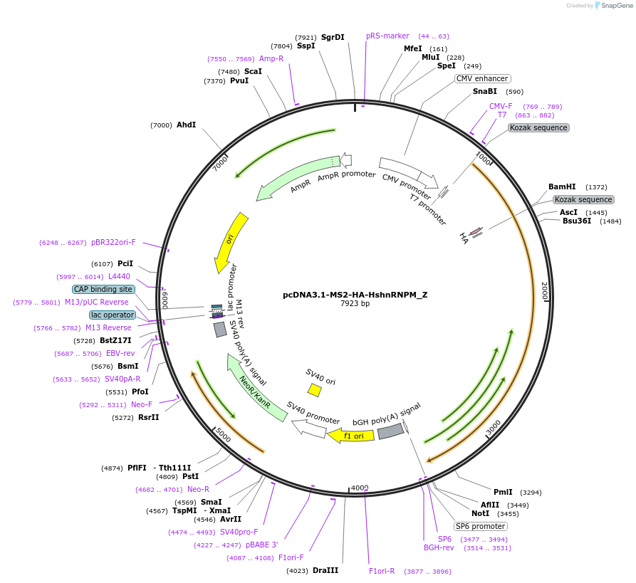 148126-plasmid-map-sequence-id-357800