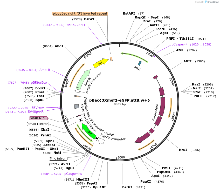 182196-plasmid-map-sequence-id-357801