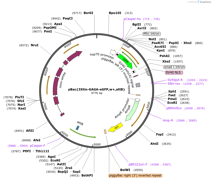 182195-plasmid-map-sequence-id-357803