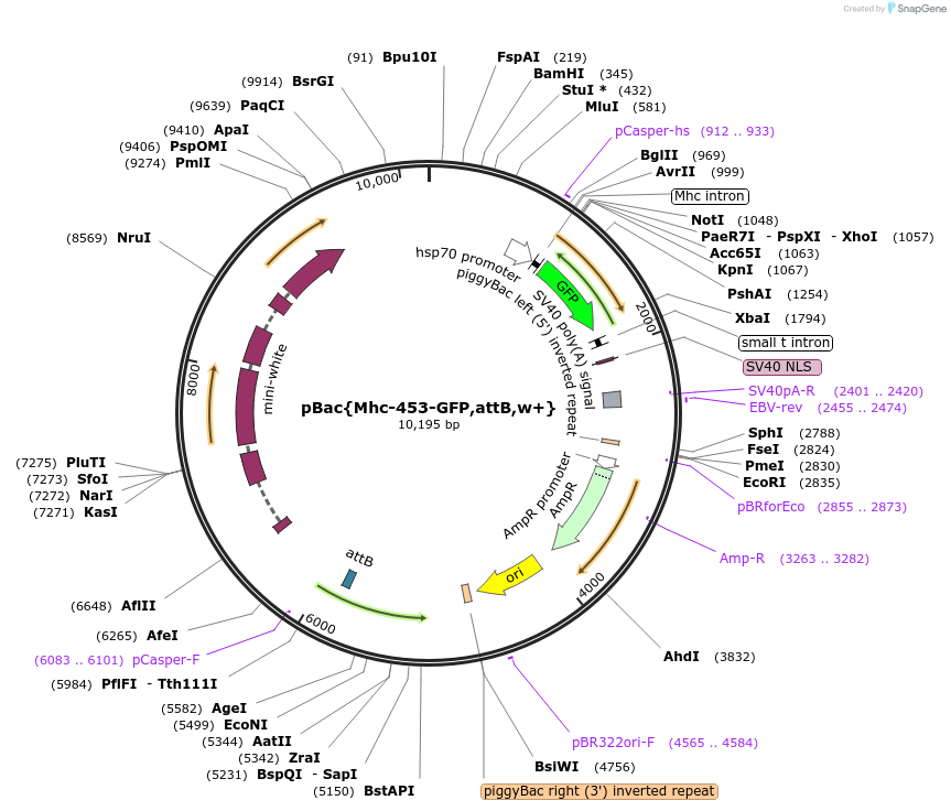 182199-plasmid-map-sequence-id-357807