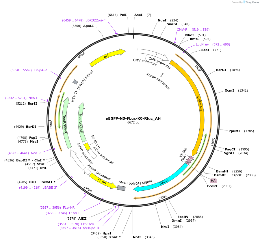 148846-plasmid-map-sequence-id-357810