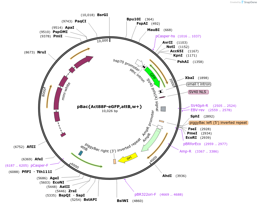 182198-plasmid-map-sequence-id-357811