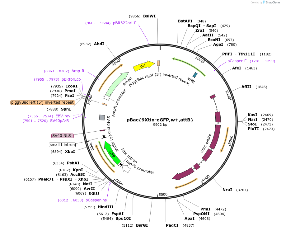 182194-plasmid-map-sequence-id-357812