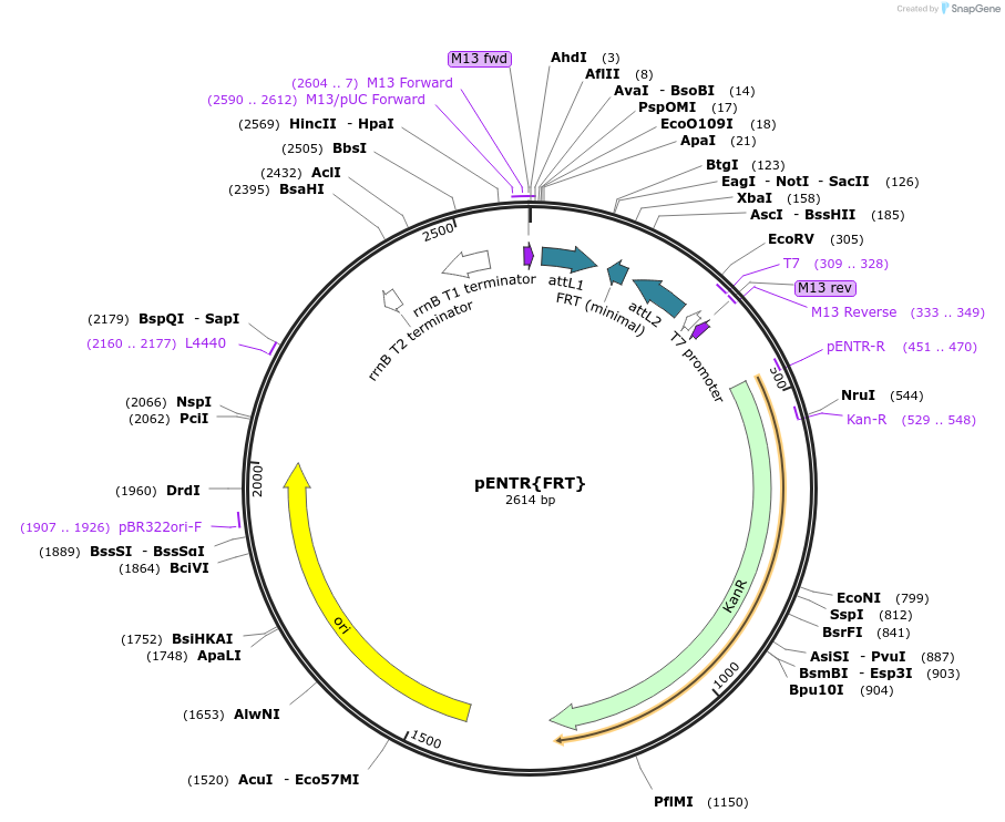 182163-plasmid-map-sequence-id-357816