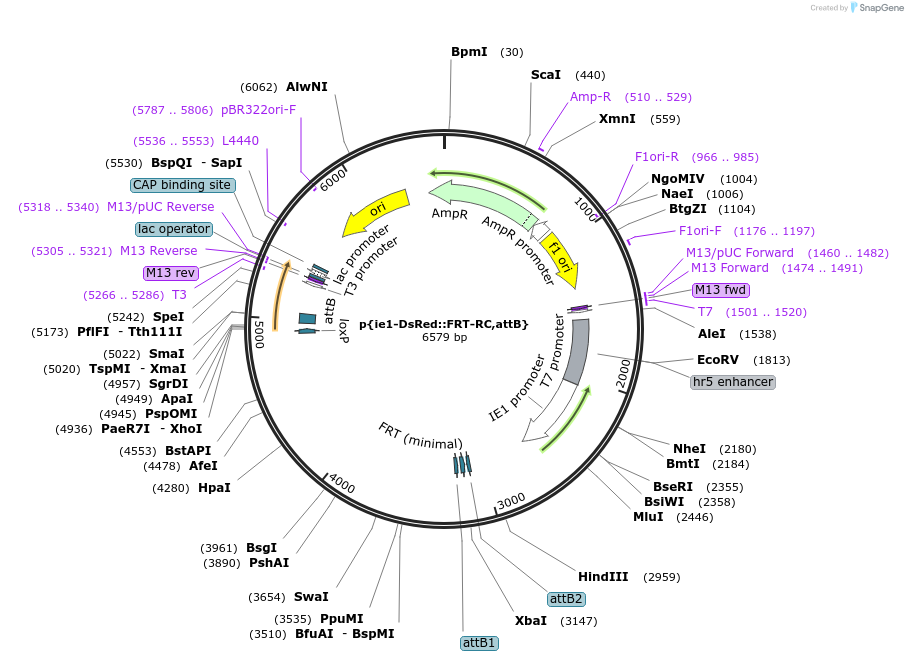 182191-plasmid-map-sequence-id-357826